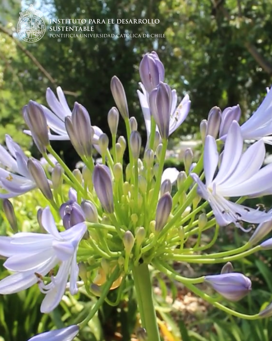 IDS estrena el podcast “Diálogos desde el Huerto”: Interdisciplina para la Sustentabilidad